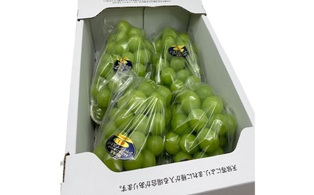 ぶどう 2026年 先行予約 シャイン マスカット 晴王 3～5房 2kg前後 10月上旬～11月下旬発送