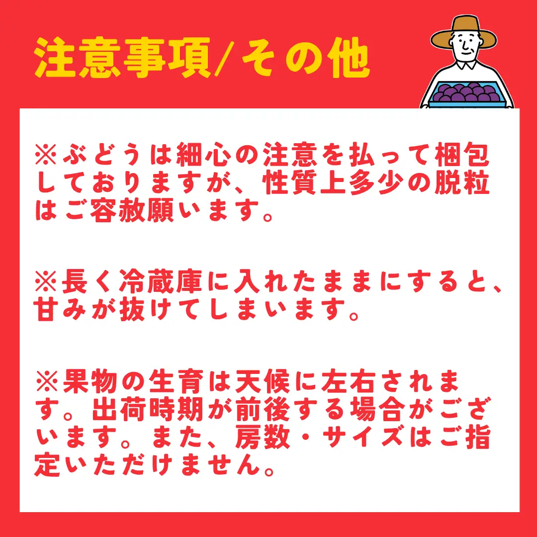 【令和8年産 先行予約】 巨峰 ぶどう 約2kg |  農家こだわり 新潟県 弥彦村