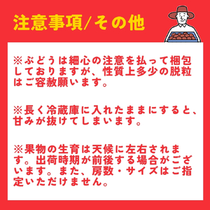 【令和8年産 先行予約】 巨峰 約3kg (5~9房) | ぶどう 新潟県 弥彦村