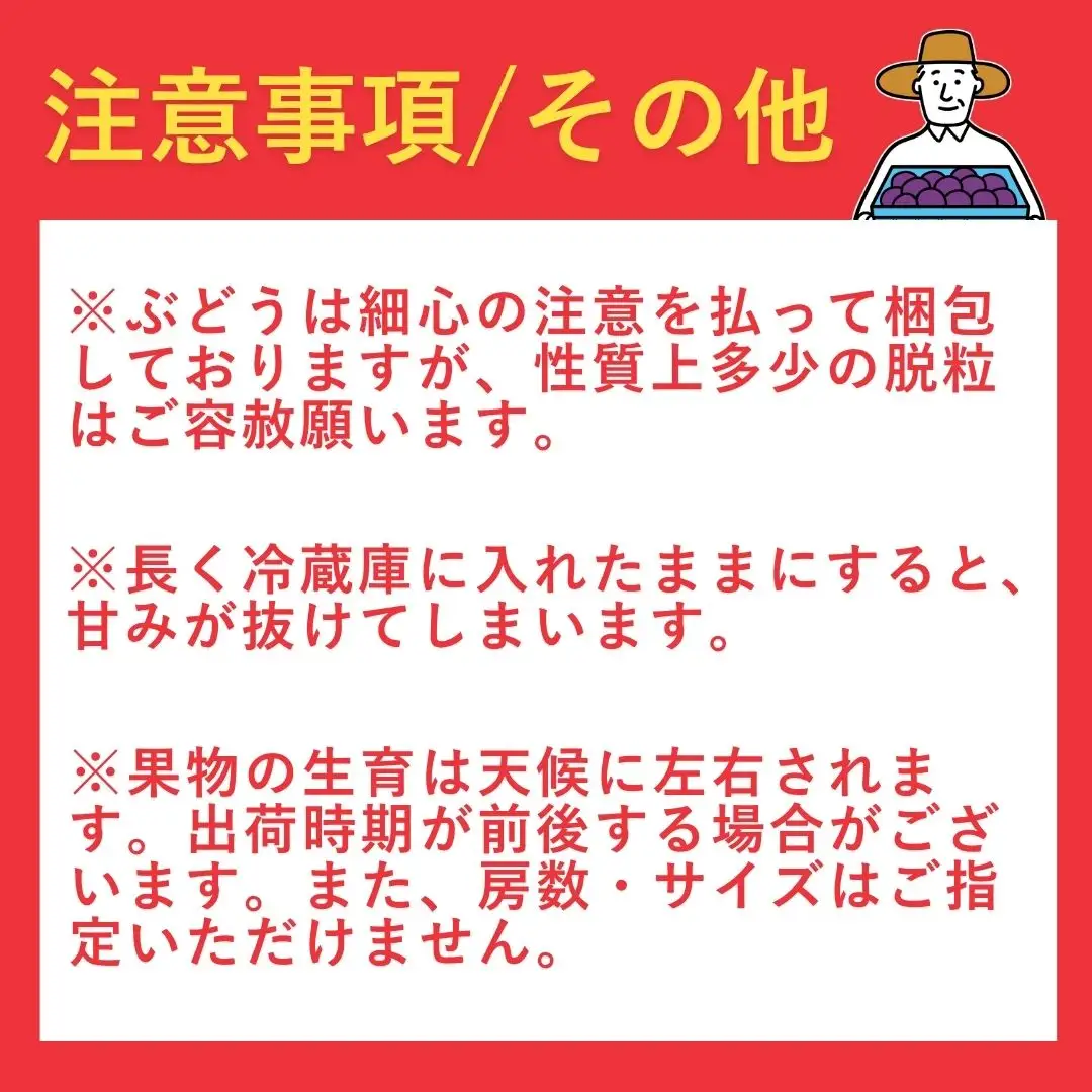 【令和8年産 先行予約】 デラウェア ぶどう 種なし 約2kg (12～16房)  デラウエア 新潟県 弥彦村
