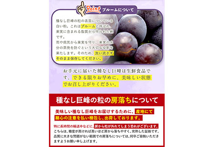 ぶどう 巨峰 種なし巨峰 3房～4房入り 約1.5kg以上 ｍ＆ｎ果実園《8月上旬-8月末頃出荷》和歌山県 紀の川市