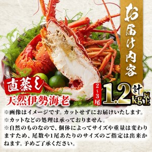 【数量限定】志布志湾産 天然の伊勢海老＜直蒸し＞計1.2kg以上 c7-005