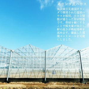 【先行予約】まっかなフルーツトマト詰め合わせ　2kg【完熟トマト 樹上完熟 野菜 ベジタブル 詰め合わせ 栄養 甘い こだわり サラダ 島根県 安来市】