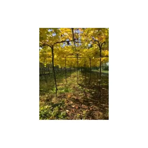 黒髪山葡萄園 白ワイン 720ml ひるぜんワイナリー醸造 1本