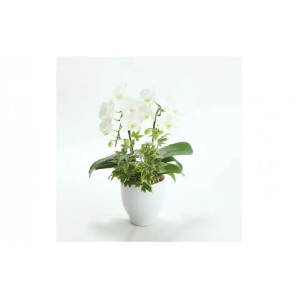 季節ごとに届く、えらべるお花　Sサイズ（4回お届け）【季節ごとに届く、えらべるお花 Sサイズ フラワーライフ 世界らん展 フラワードリームジャパンカップ フラワーアレンジメント 6種類のフラワースタイル 神奈川県 小田原市 花 花 】
