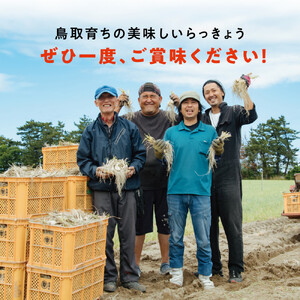 橋本さんちの根付き生らっきょう 3.6kg