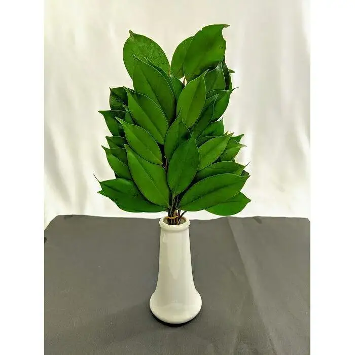 プリザーブド榊L 一対（花器なし）