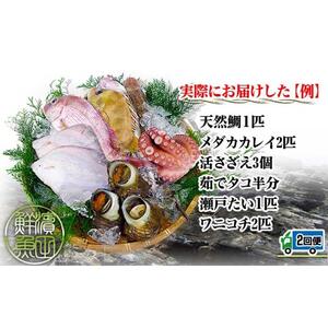 【定期便2回】創業100年の魚屋さんが選び抜いた旨い鮮魚直送便～