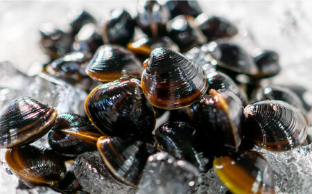 しじみ 宍道湖産 冷凍大和しじみ 砂抜き済 Mサイズ800g×3袋(2.4kg) 島根県松江市/しじみ市場株式会社[ALDK002] しじみ しじみ