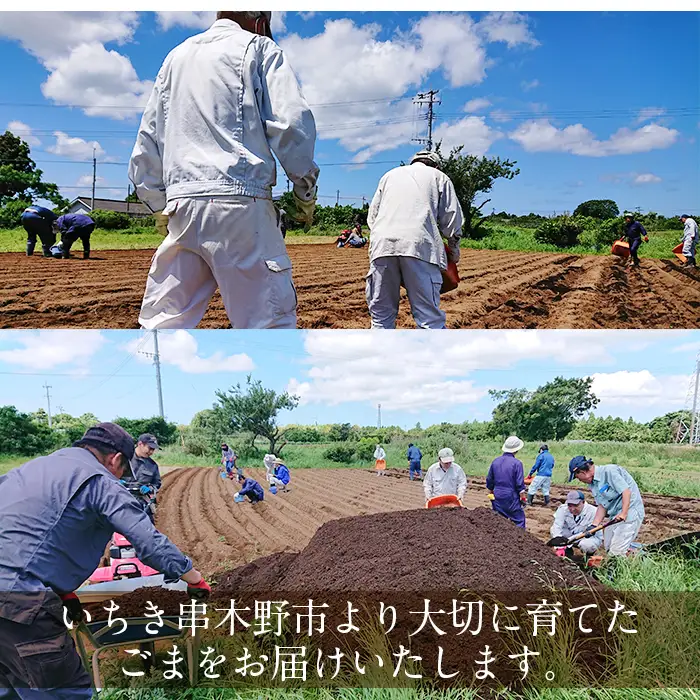 ESSEふるさとグランプリ2024 銀賞受賞！国産 農薬 不使用「くしきの金ごま」【数量限定】【00-073-01】