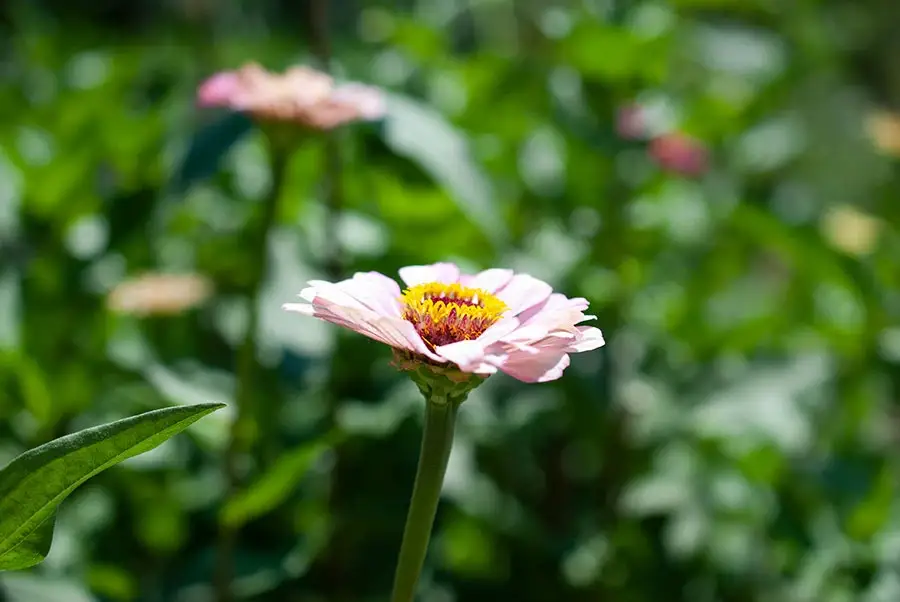 ドライフラワースワッグ（花束）　４～６種類　虹の香房