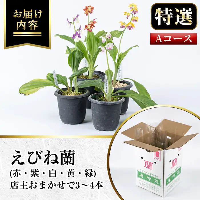 【個数限定】えびね蘭 3本～4本 Aコース 苗 鉢入り【00-045-01】
