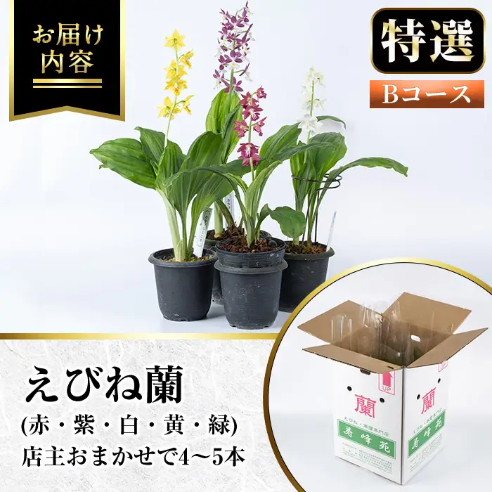 【個数限定】えびね蘭 4本～5本 Bコース 苗 鉢入り【00-045-02】 