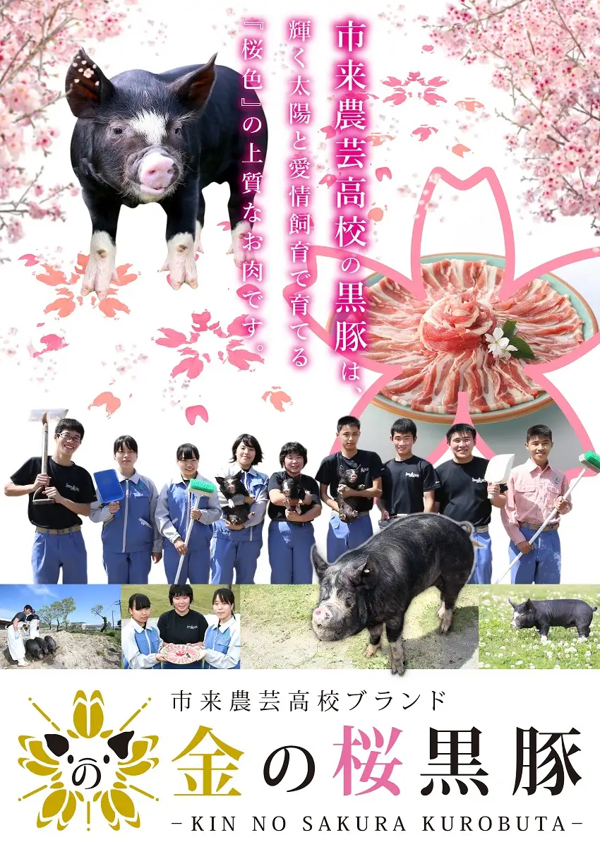 金の桜黒豚味噌漬け(約1kg)レンジ対応 ! いちき串木野産黒豚 高校生が丹精込めて育てた黒豚 【00-057-34】