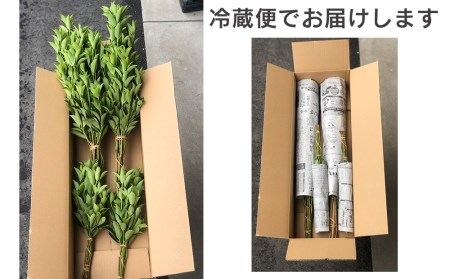 しきみ しきび 4束 セット 70cm 40cm 各2束 [中村しきみ園 宮崎県 美郷町 31ay0003]