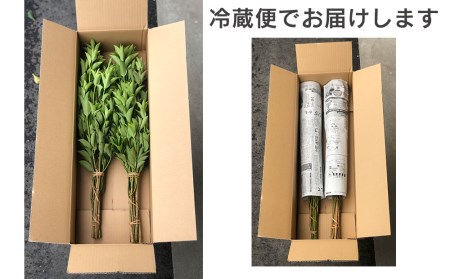 しきみ しきび 2束 セット 70cm [中村しきみ園 宮崎県 美郷町 31ay0004]