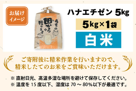 【先行予約】【令和8年産・新米】 ハナエチゼン5kg × 1袋 ～本原農園からまごころコメて～（白米）【2026年9月上旬以降順次発送予定】  [A-8984_01]