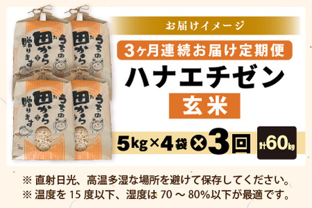 【先行予約】【令和8年産・新米】定期便 ≪3ヶ月連続お届け≫ ハナエチゼン20kg×3回 計60kg（玄米）【2026年9月上旬以降順次発送予定】 [K-8909_02]