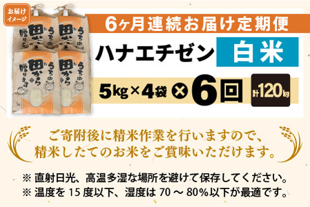 【先行予約】【令和8年産・新米】定期便 ≪6ヶ月連続お届け≫ ハナエチゼン20kg×6回 計120kg（白米）【2026年9月上旬以降順次発送予定】 [O-8910_01]