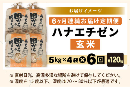 【先行予約】【令和8年産・新米】定期便 ≪6ヶ月連続お届け≫ ハナエチゼン20kg×6回 計120kg （玄米）【2026年9月上旬以降順次発送予定】 [O-8910_02]