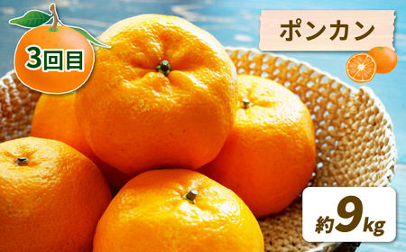 【定期便】みかん定期便柑橘3回NBU |B050-058007 みかん