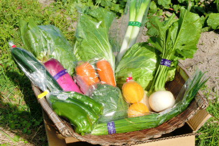 新鮮朝採れ野菜　お手頃セット【 新鮮野菜 6~8種類 季節 旬 野菜 果物 詰め合せ 国産 おまかせ ミニセット 葉物 根菜 冷蔵 野菜室 加工品 鳥取県産 季節限定 山菜 加工品】