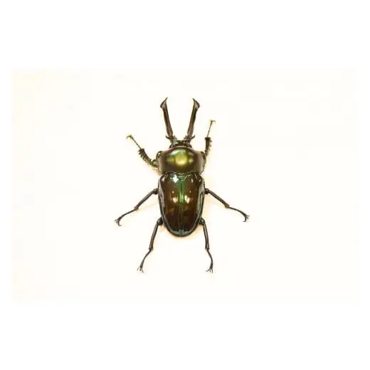 【1セット限定！】完璧育成！「ニジイロクワガタ」 E-257