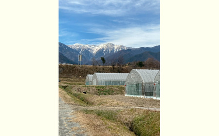 長野県産「山のトマト」4kg箱入り ( 野菜 トマト 大玉トマト 夏野菜 )