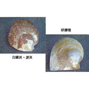 白蝶貝を素材にした「ブローチ」貝工房かざはな【ＢＮ-3】