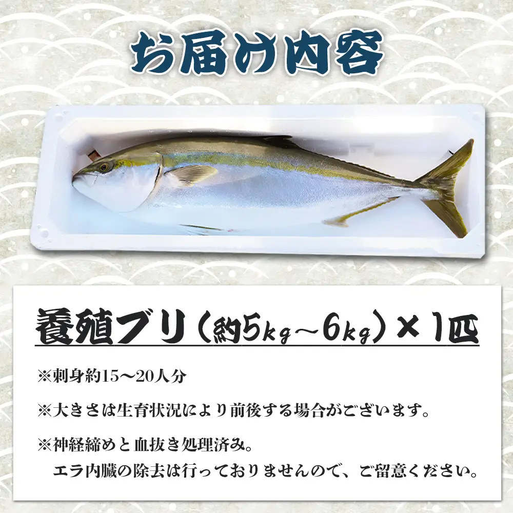 【ぶり】 1尾 (5〜6kg) ブリ ny-0014