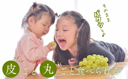 【2026年先行予約】シャインマスカット 約1kg（2~3房）※最低900g以上 |シャインマスカット