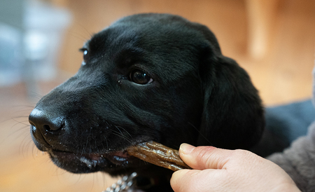 O20　宍粟鹿肉100％　中～大型犬向け犬の無添加おやつ　噛ませたい（ハードタイプ）　【 ペット 用品 ペットフード 低脂肪 高タンパク 鉄分 ジビエ ヒューマングレード ハード 】