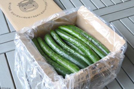 AG063【令和8年度出荷分】【秀品】新鮮 朝採りきゅうり 2kg以上 [ 長崎県 島原市 ]