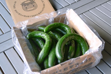 AG064【令和8年度出荷分】【訳あり】新鮮 朝採りきゅうり 2kg以上 [ 長崎県 島原市 ]