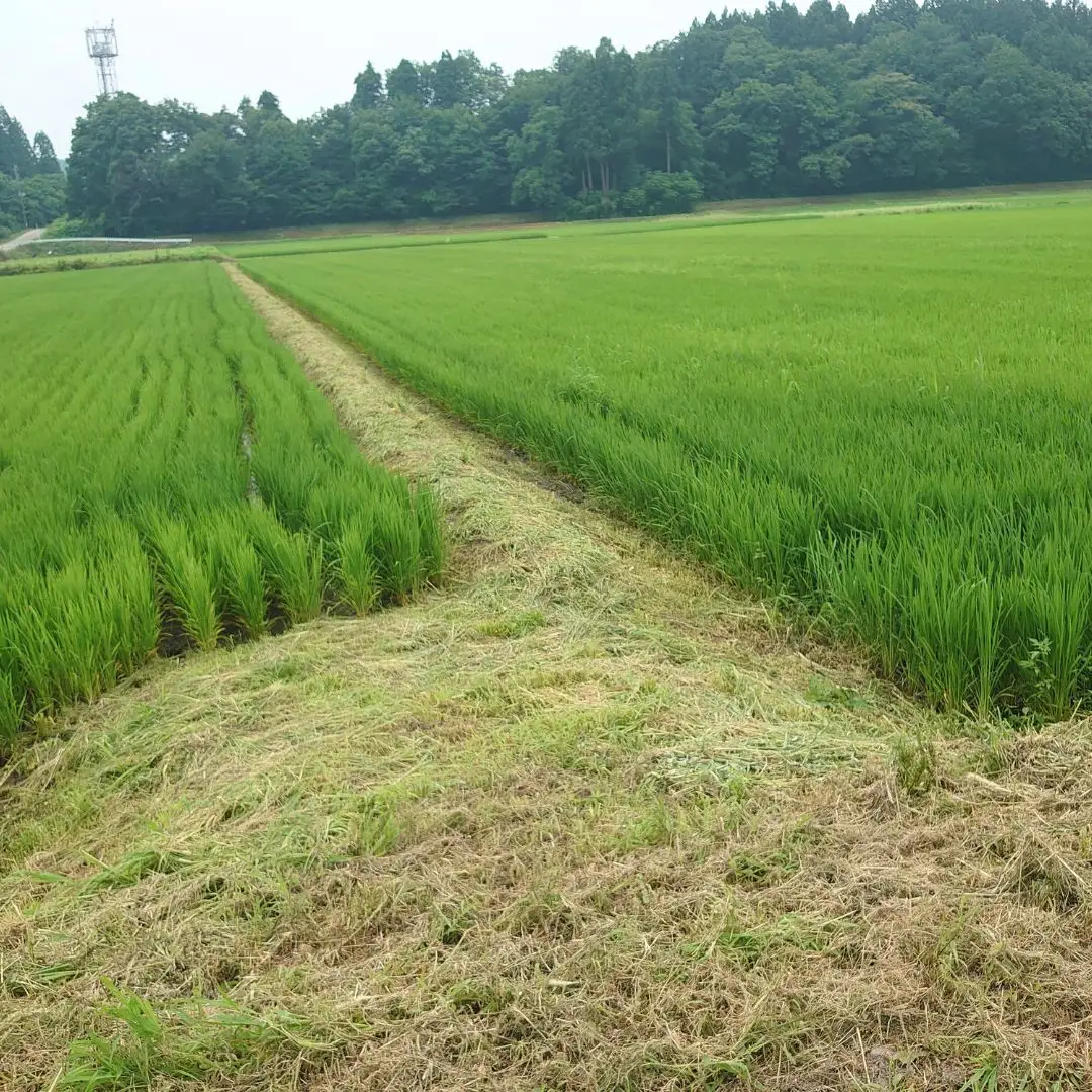 新潟県産コシヒカリ 6kg (1kg×6) 特別栽培米 令和7年産 昔ながらのはざ掛け(はざかけ)真空パック  [農事組合法人ならやま]