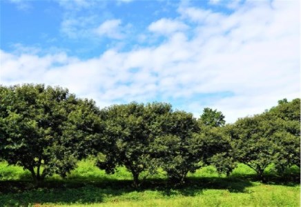 【数量限定】さぬき山都の低温熟成完熟栗(生栗)3Lサイズ  約2kg