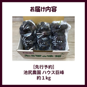 【7月下旬より順次発送】池尻農園　ハウス巨峰　約1kg_巨峰 約 1kg ぶどう 3房 久留米市産 渋み エグミ 無い フルーツ 果物 期間限定 池尻農園 ハウス巨峰 福岡県 久留米市 お取り寄せ お取り寄せフルーツ デザート 〔Fg007〕