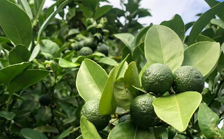 sea-sun勝山シークヮーサー500ml　ゴールド300mlセット