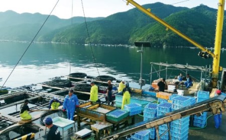 世界遺産の地、豊かな自然の産物「みえ真鯛」（スキンレスロイン）400～600g　MG-07