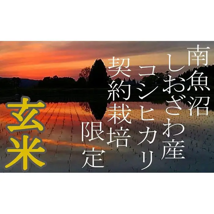 【令和7年産】【定期便2Kg×6ヶ月】●玄米● 生産者限定 南魚沼しおざわ産コシヒカリ【定期便 銘柄米 ブランド米 玄米 こしひかり コシヒカリ 魚沼産 新潟米 産地直送 お米 米 こめ コメ ご飯 御飯 ごはん】