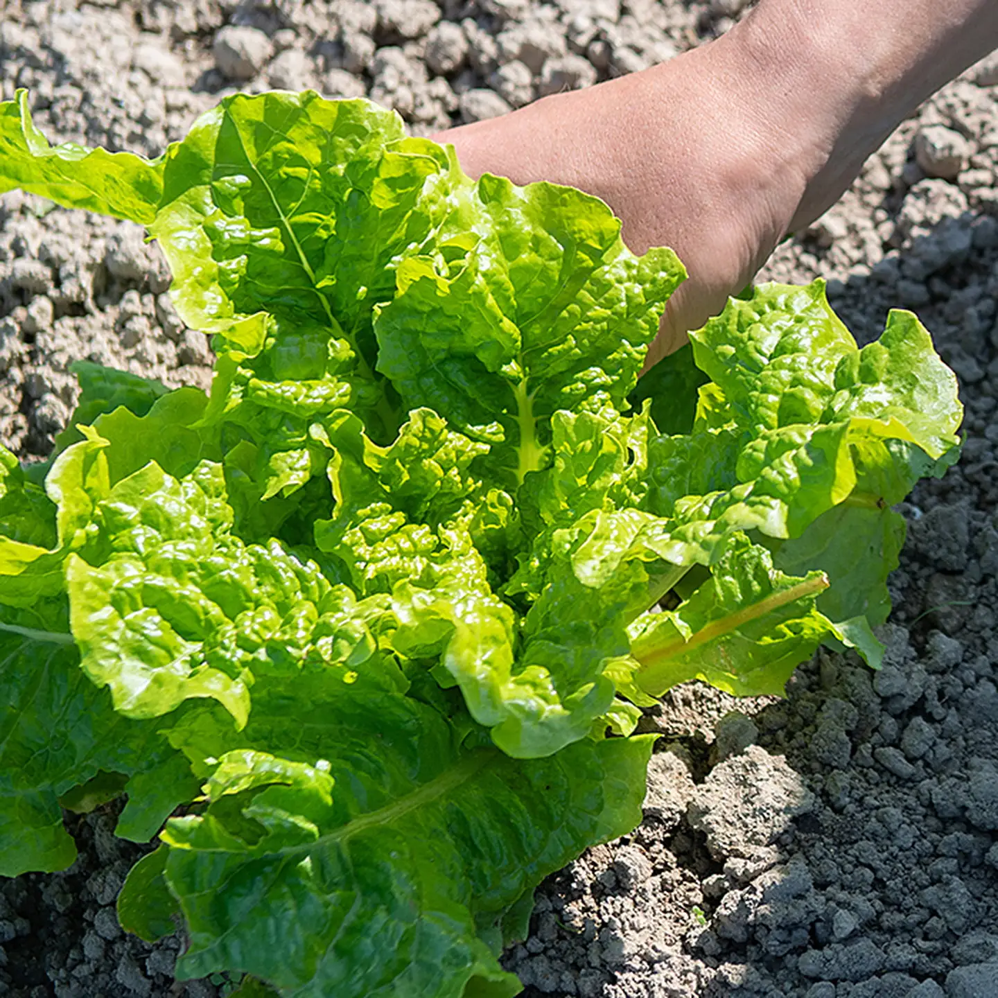 佐賀産季節の旬野菜10種類（農薬・化学肥料不使用）：B120-036