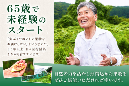 【先行予約】夏いちじく（キング）6月中旬～7月上旬発送予定 1kg~1.2kg【113_2057】