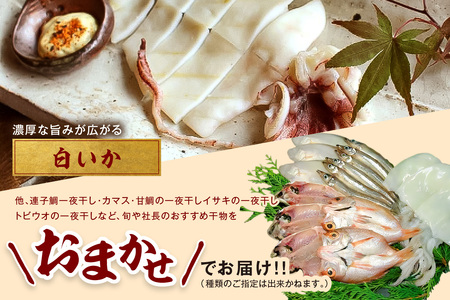 山陰浜田 香住屋のこだわり干物「社長のお任せセット」 魚介類 魚貝類 魚 干物 一夜干し セット 詰め合わせ 【024_1988】