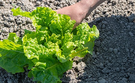 佐賀産季節の旬野菜15種類（農薬・化学肥料不使用）露地栽培野菜 セット スローLIFEスローWORK大和：B150-008