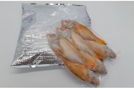 山陰浜田港あけぼの丸の塩焼き・煮付け用お手頃のどぐろセット（冷凍） 魚介類 魚貝類 のどぐろ 塩焼き 煮付 内臓処理済み 【146_2043】