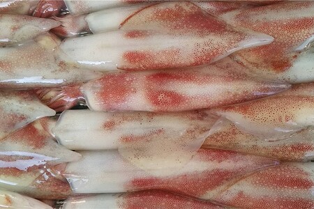 創業令和3年！何十年ぶりに浜田で鮮魚店誕生◎圧倒的気合の入ったイチオシ鮮魚 魚介類 魚貝類 鮮魚 魚 セット 詰め合わせ 【171_1640】