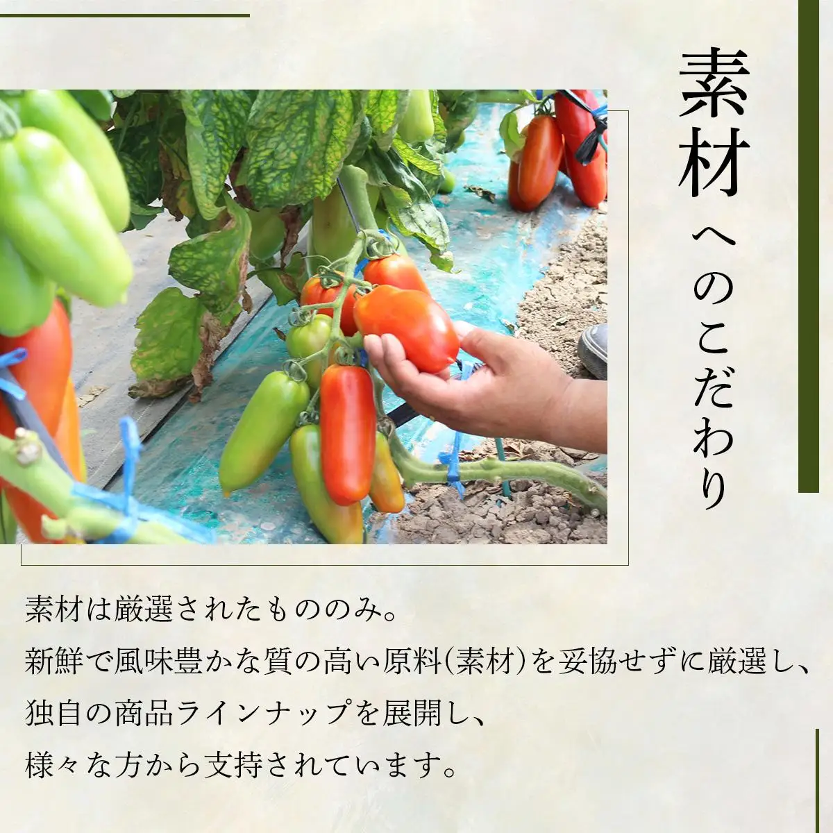 北海道小麦のスパゲティ・パスタソース2種（WOS-03）【07107】