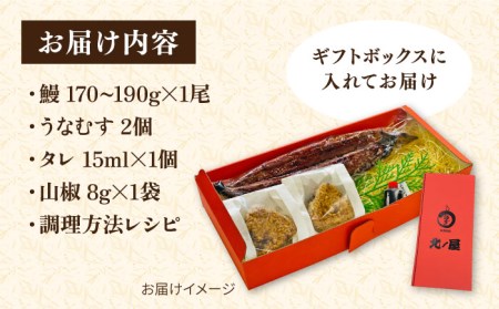 【お中元対象】蒲焼き 1尾 ＆ うなむす 2個 セット 糸島市 / 北ノ屋うなぎ [ACL006] 鰻 かばやき