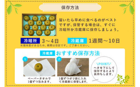 【数量限定 / 夏季限定】 梨（幸水） 約5kg 梨 なし ナシ 日本梨 こうすい コウスイ 17-C 【8月中旬～下旬発送予定】