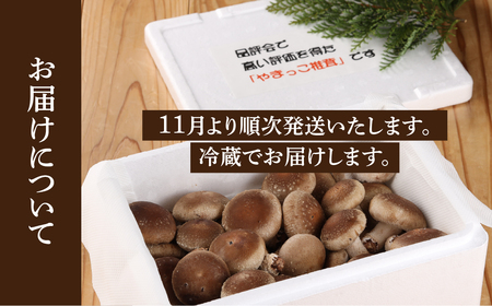先行予約【期間限定】（2026年11月から順次発送）菌床生椎茸　詰め合わせ 1.2kg 椎茸  生しいたけ 【71-3】